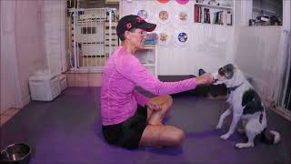 Basic Obedience for Dog Sports with Amanda Jones