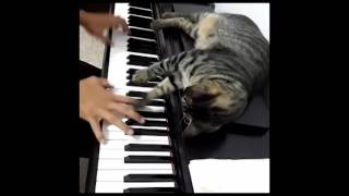 Mi gata y el piano...