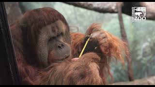 Orangutan Henry - Enrichment is Important - Cincinnati Zoo