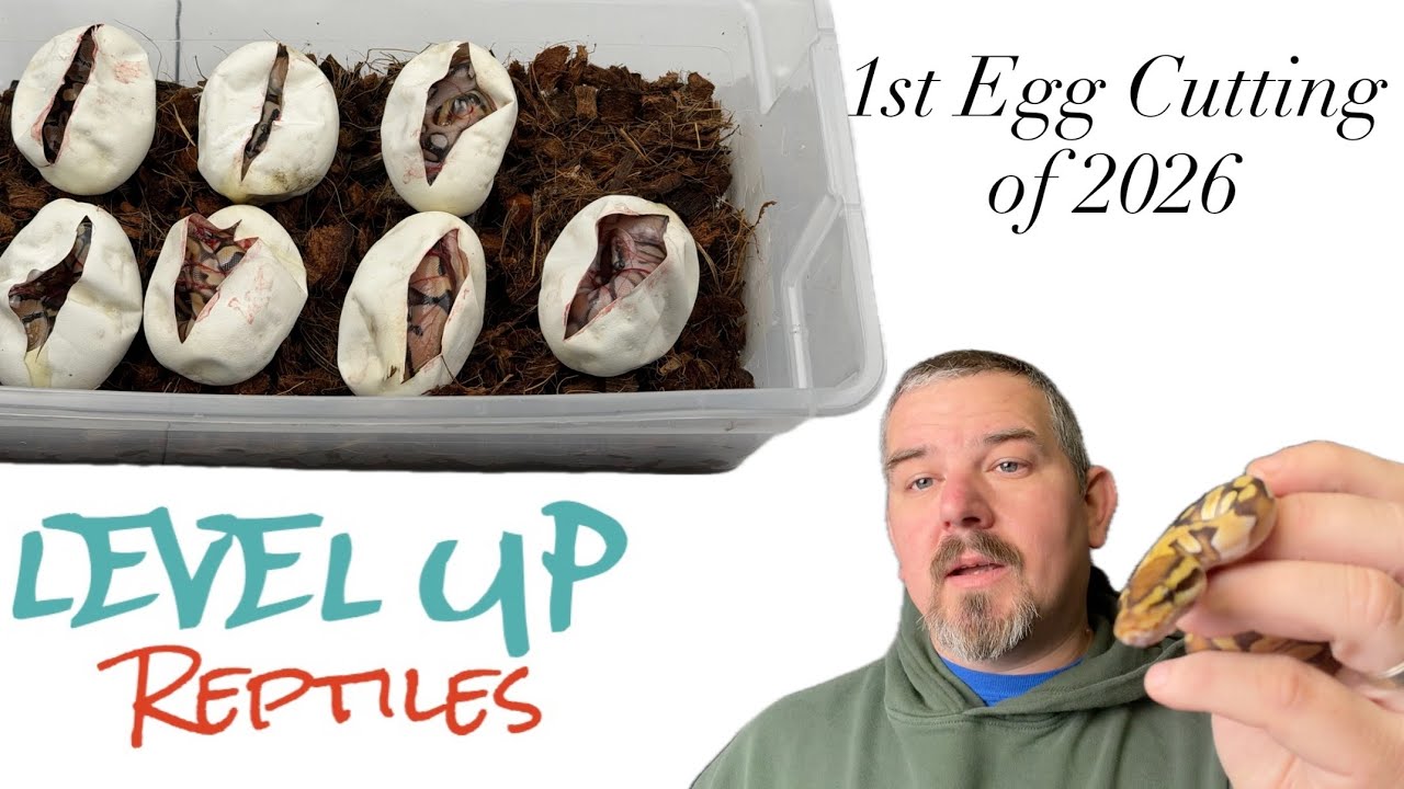First Ball Python Egg Cutting of 2026