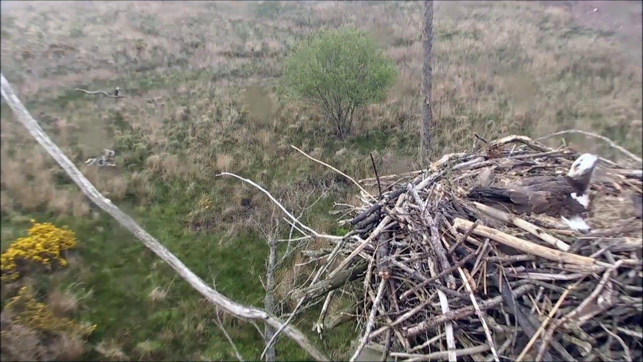 The Cuckoo 