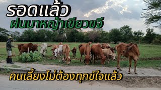 รอดแล้ว ฝนมาหญ้าเขียวขจี คนเลี้ยงยิ้มได้มีหญ้าให้วัวกิน #คนเลี้ยงวัว #วัวไทยบ้าน #ฟาร์มวัว