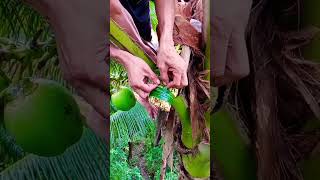 coconut wine making process