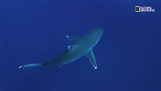 La gran amenaza de los tiburones toro | Los más peligrosos de África