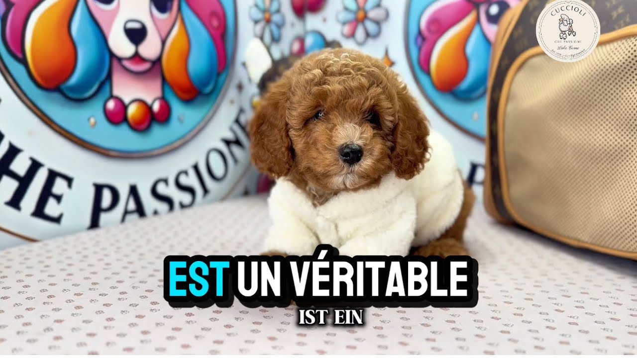FILK — FENOTIPO BARBONCINO TOY