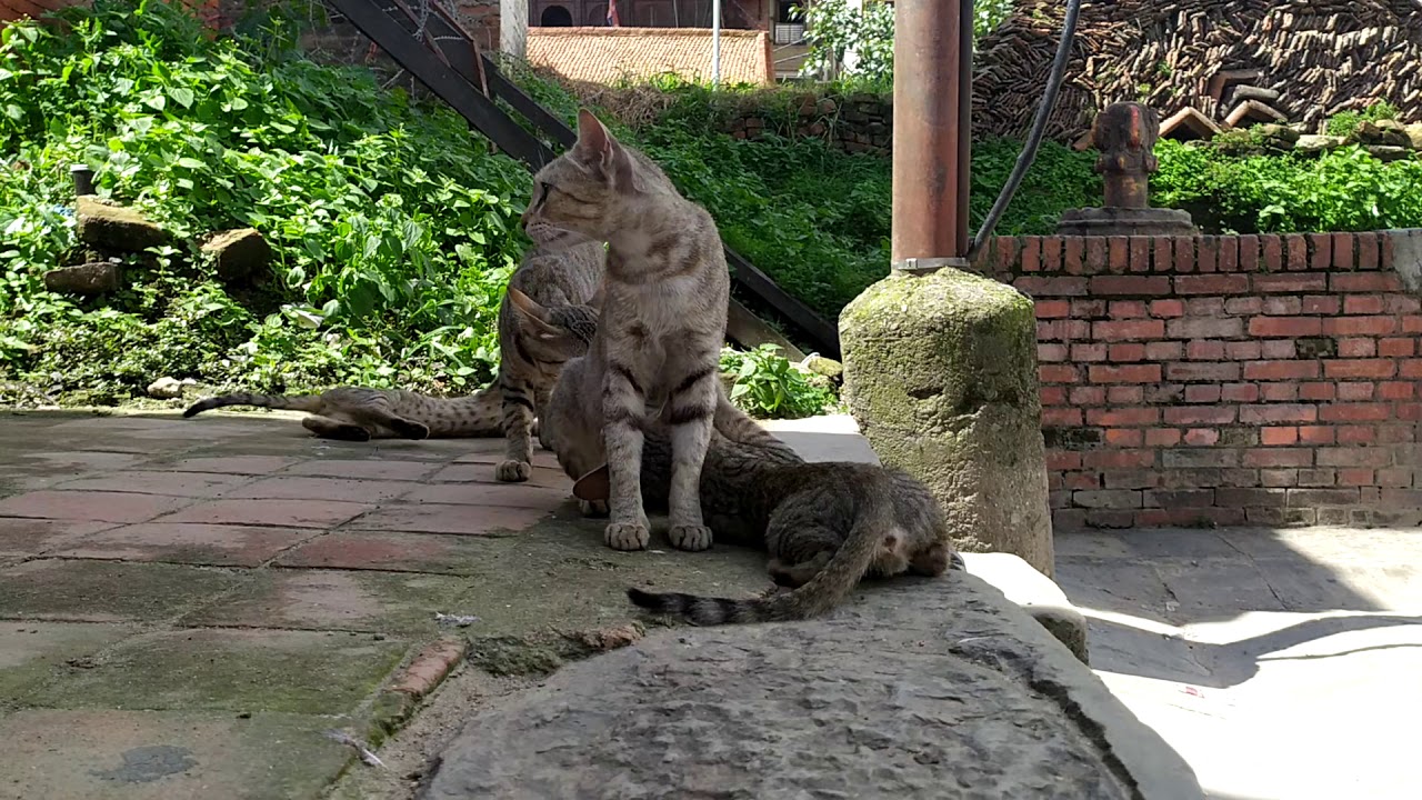 Cat Vs Police - YouTube