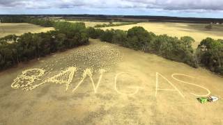 2000 Sheep Spell Out Opposition to Onshore Gas in Victoria