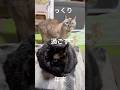 【元気です】久しぶりにパパとママが家にいるので安心してくつろぐジャンポン　#ジャンポン #cat #ねこのいる生活