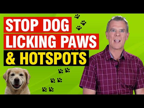 वीडियो: एक हटाए गए ओस के पंजे को चाटने से कुत्ते को कैसे रोकें