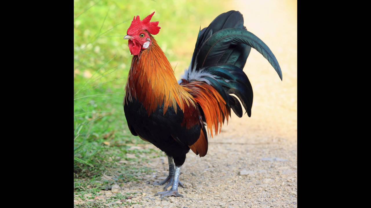 hd rooster sound effect youtube