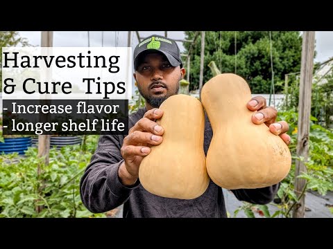 How To Tell Butternut Squash Is Ready To Harvest 