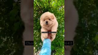 #chowchow #viral #ytshorts #dog #cutedogs #trending #dogbreed 8276981642