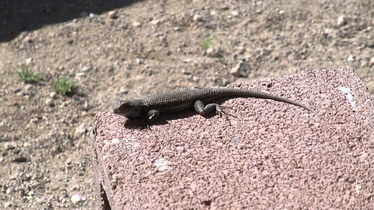 Lizard doing push ups YouTube