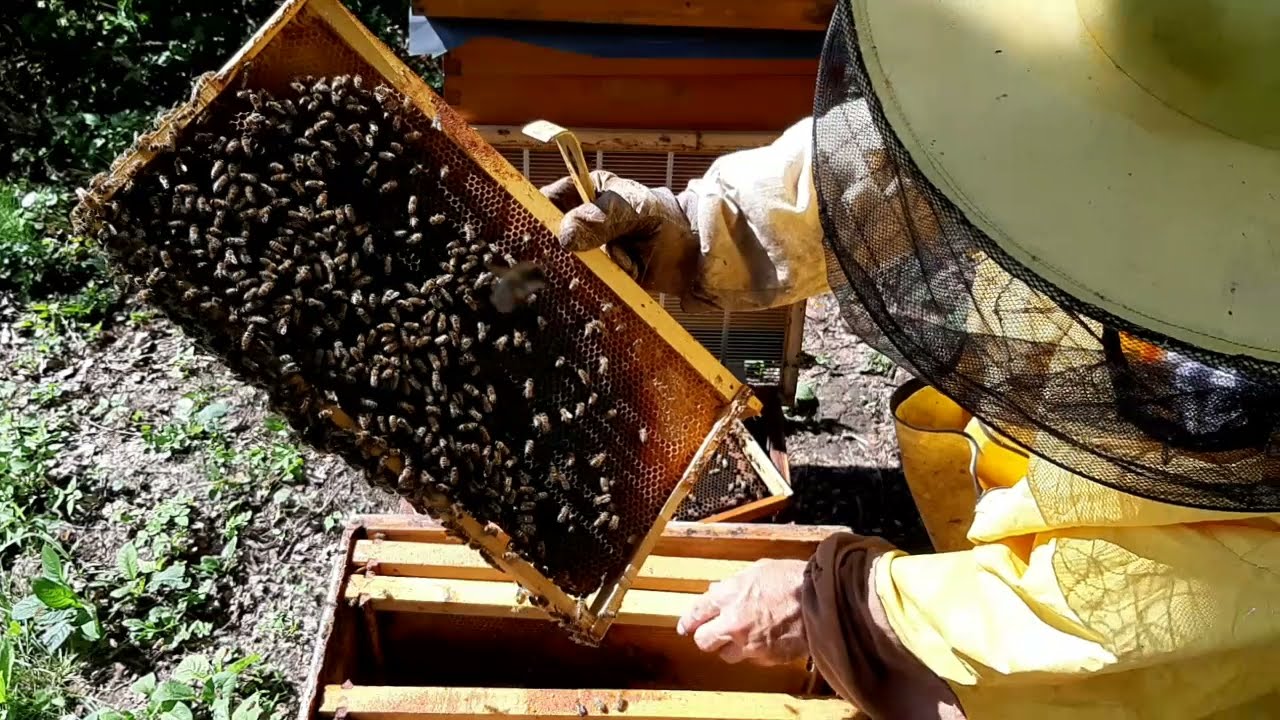 Dvomatično društvo nakon Belčić metode - priprema za zimu