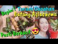 CARA MENANAM CACAHAN BATANG AGLAONEMA (Pasti tumbuh !!)