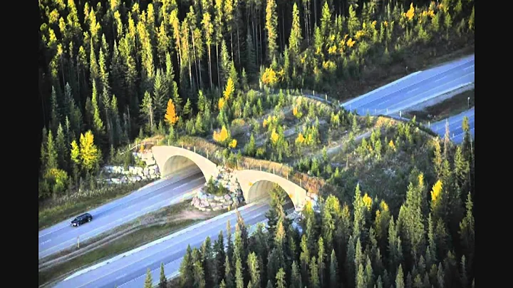 Living with wildlife: Steve Michel at TEDxCanmore