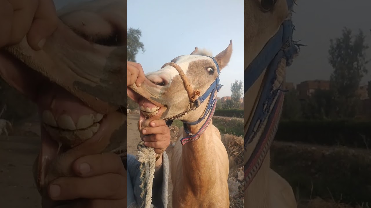 خيل الشيخ محمد رخا المحله الكبرى الطريق السريع 01093322202