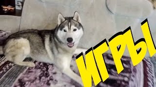 Собаки играют с мячом Собаки играют с мячом