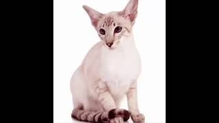 Colorpoint Shorthairs Cat