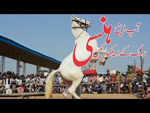 funny-videos-of-horses-dancing