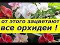 ОТ ЭТОГО УДОБРЕНИЯ ЗАЦВЕТАЮТ ВСЕ ОРХИДЕИ ! СУПЕР ПОДКОРМКА ДЛЯ ФАЛЕНОПСИСОВ !