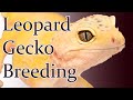 Leopard Gecko Breeding | How To Breed Leopard Geckos In 2020