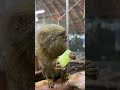 メロンの味を知ってしまったピグミーマーモセット♫#shorts #marmoset #動物園