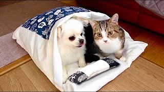 【寒い日は一緒に寝よう❤】犬と猫が同じ布団で眠るまで(#みーみんず)可愛い