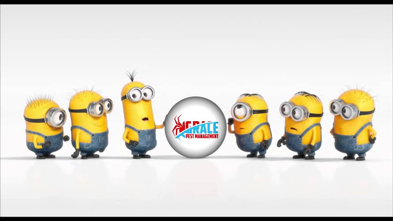 Grace Pest Management LLC - YouTube