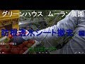 防根透水シート撤去方法　編　グリーンハウス栽培　#52