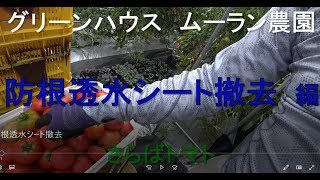 防根透水シート撤去方法　編　グリーンハウス栽培　#52