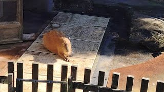 Capybara
Context: This was a Geography excursion at the zoo and this is my first time seeing capybaras. Capybara