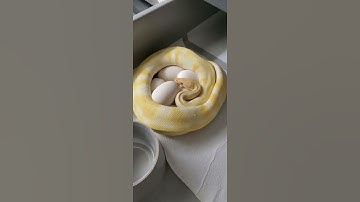 Ball Python Eggs. Pulling Clutch #4 Pied X Albino