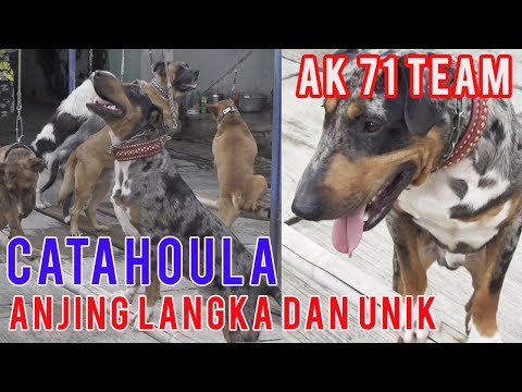 Video: Karakteristik Ras Campuran Labrador Retriever