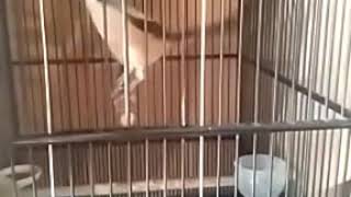 Download Lagu Cendet gacor stabil. gacor di dalam dan dluaaarrrrr... bulu baru MP3 Download Lagu Cendet gacor stabil. gacor di dalam dan dluaaarrrrr... bulu baru MP3