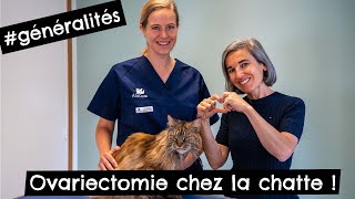 Ovariectomie chez la chatte #généralités 🐱 by Tony et Léon - Conseils de vétérinaires 983 views 3 months ago 8 minutes, 53 seconds