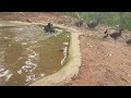 Introducing the ducks to the ducklings