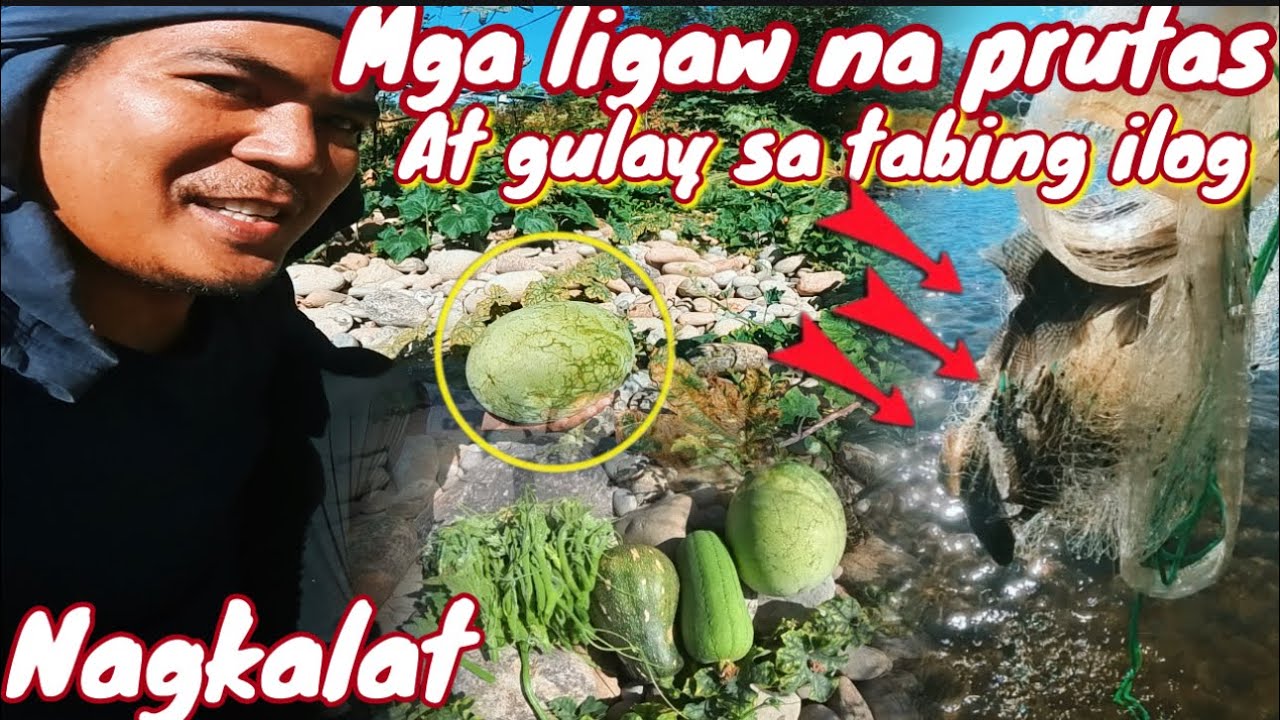 Dambuhalang ligaw na pakwan sa tabing ilog swerte ko!