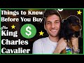 Before you Buy a Cavalier King Charles Spaniel の動画、YouTube動画。