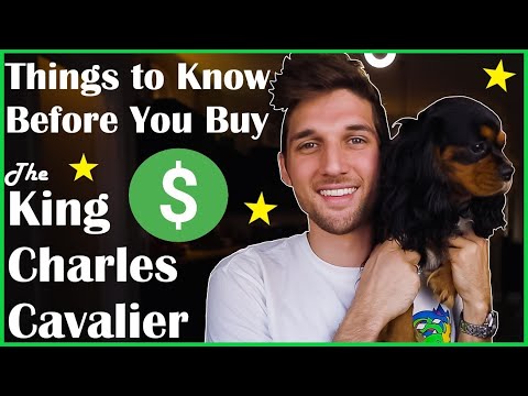 Video: Šteká kavalier king charles spaniel veľa?