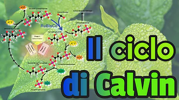 A cosa serve il ciclo di Calvin-Benson?