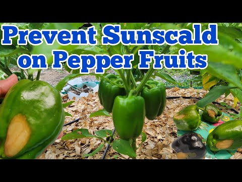 Video: Pepper Sunscald - Preventing Sunscald on Pepper Fruit