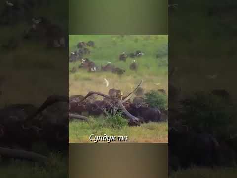 Львы получают отпор от буйволов.