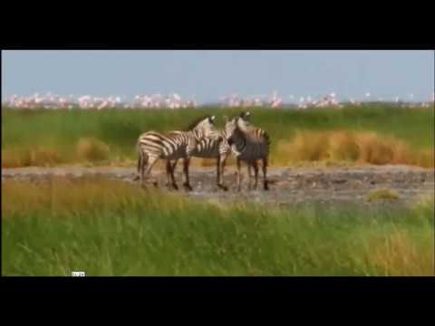 लेक नाट्रन का रहस्य, mysteries of lake natron