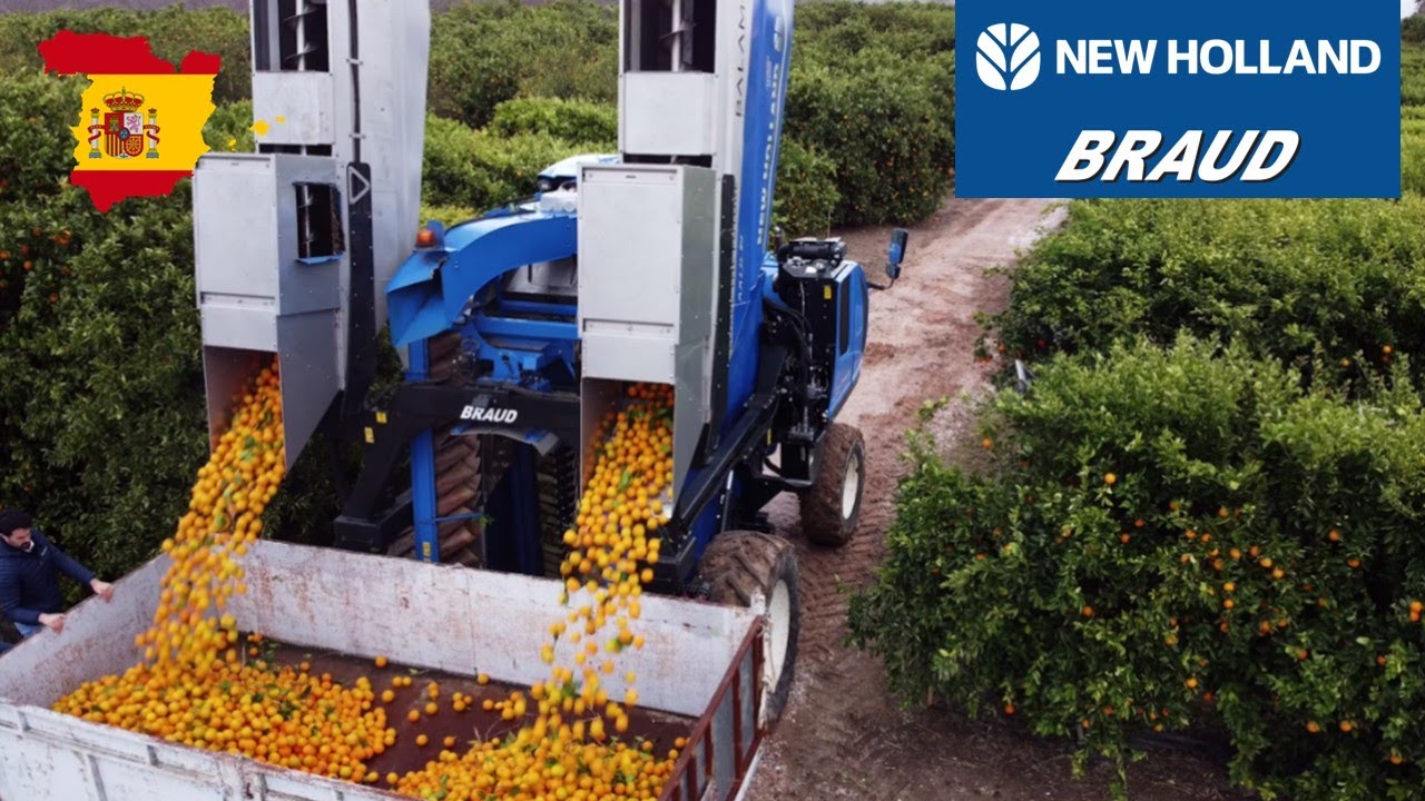 🍊 Peut-on récolter des ORANGES avec une VENDANGEUSE ? 🤔 Découvrez-le ici !