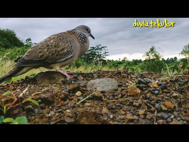 SUARA PANGGILAN BURUNG TEKUKUR TAJAM,BULAT DAN BERISI. class=