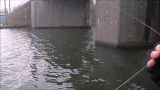 Search for perch - Another session on the River Bure, Wroxham rail bridge