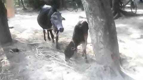 Dark Jungle In Panchrol Villages Area