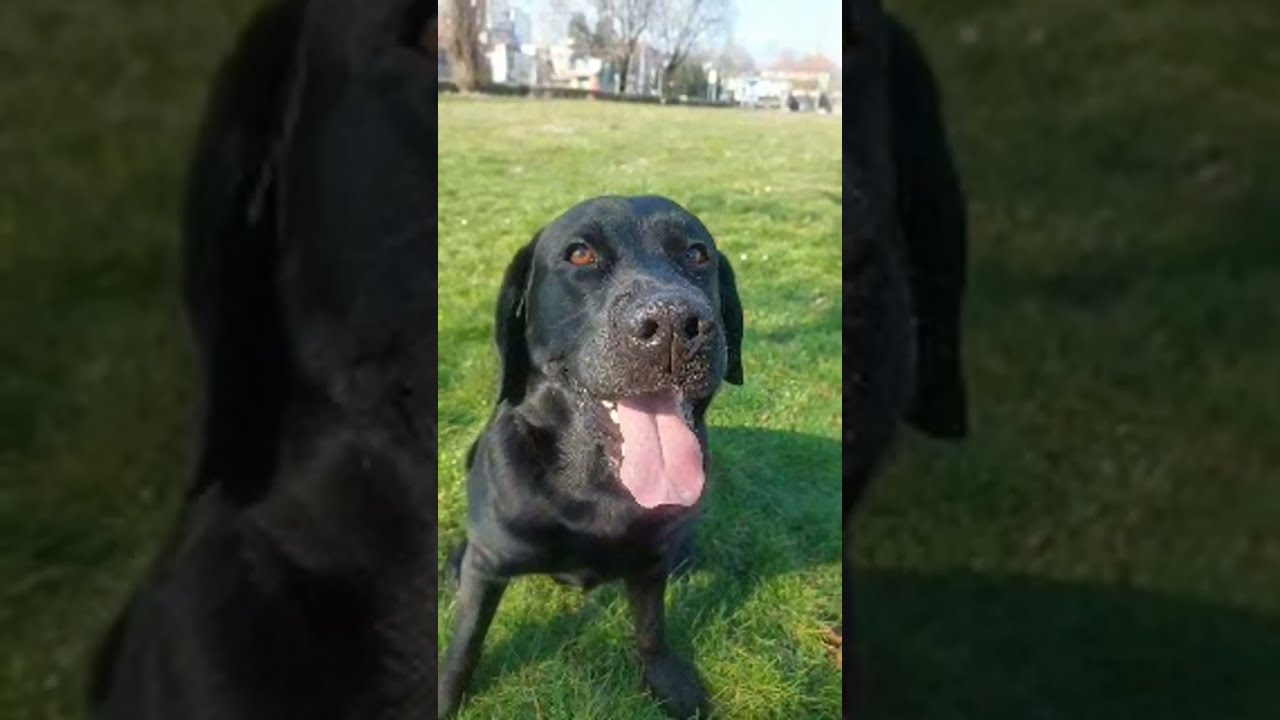 Laiko Labrador You'll Like is live