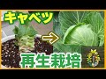 【節約】スーパーのキャベツとブロッコリーを再生栽培する方法（リボベジ）【プランター】【家庭菜園】【園芸】【初心者】